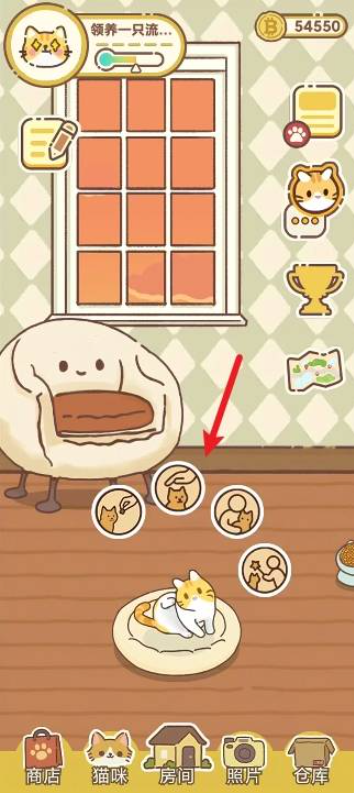 领养一只流浪猫