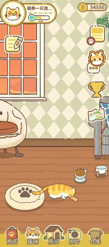 领养一只流浪猫