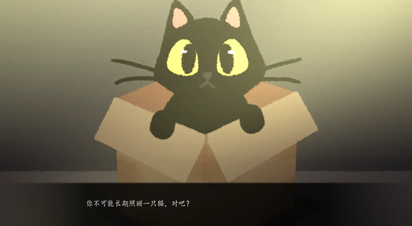 别带这只猫回家