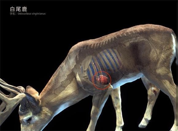 狩猎之道手机版