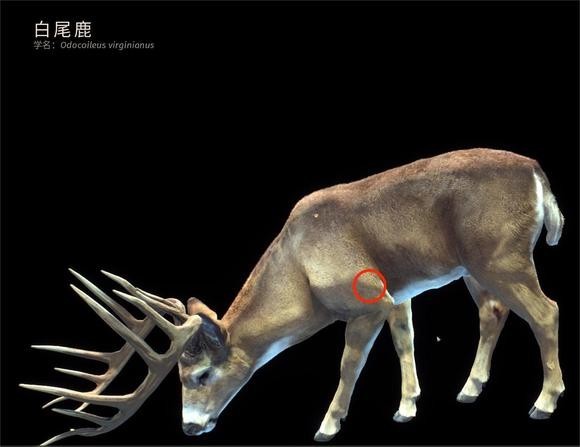 狩猎之道手机版