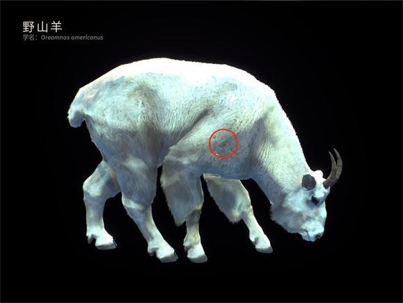 狩猎之道手机版