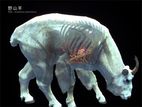 狩猎之道手机版