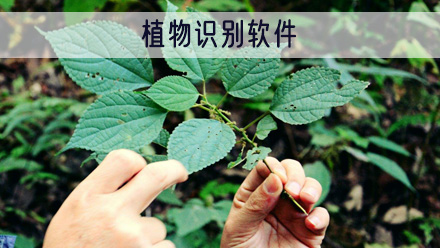 植物识别软件