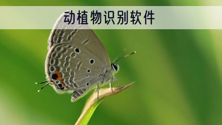 动植物识别软件